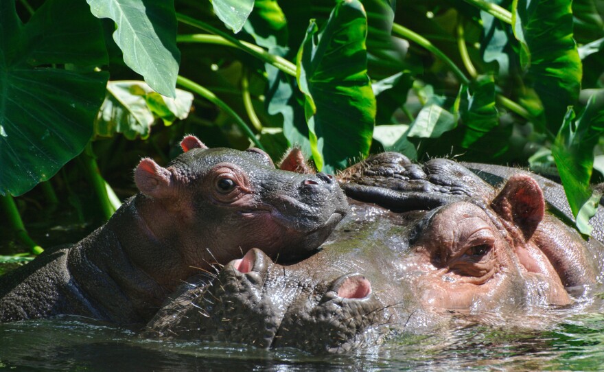 WILDSWANS PALM 藍染 Hippopotamus The Long and the short of Memphis Zoo babies